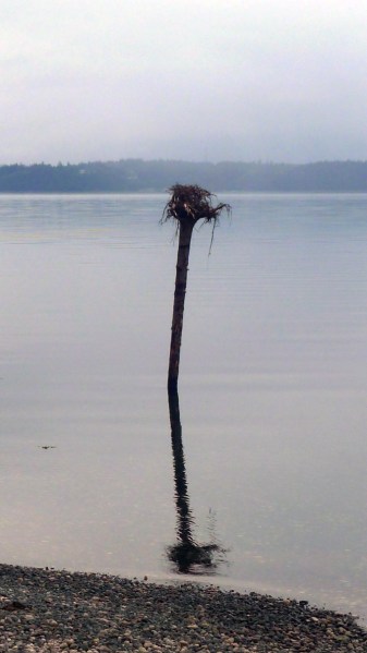 upside down stump - rural