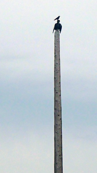 bird on bird totem rural