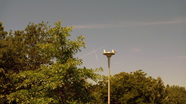 x and seagulls urban