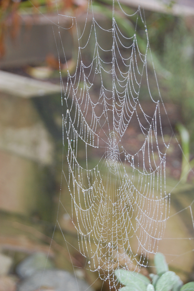 sm_spiderweb03