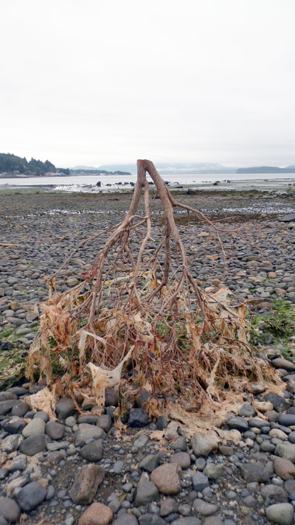 beach branch rural