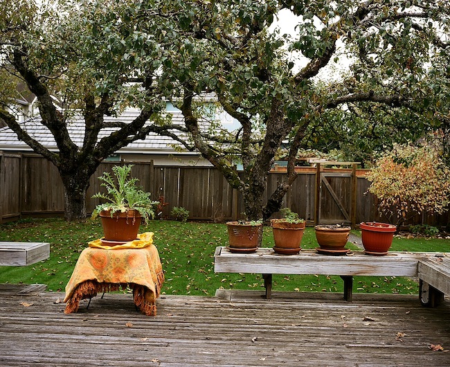 plantbeautypageant_brianlye