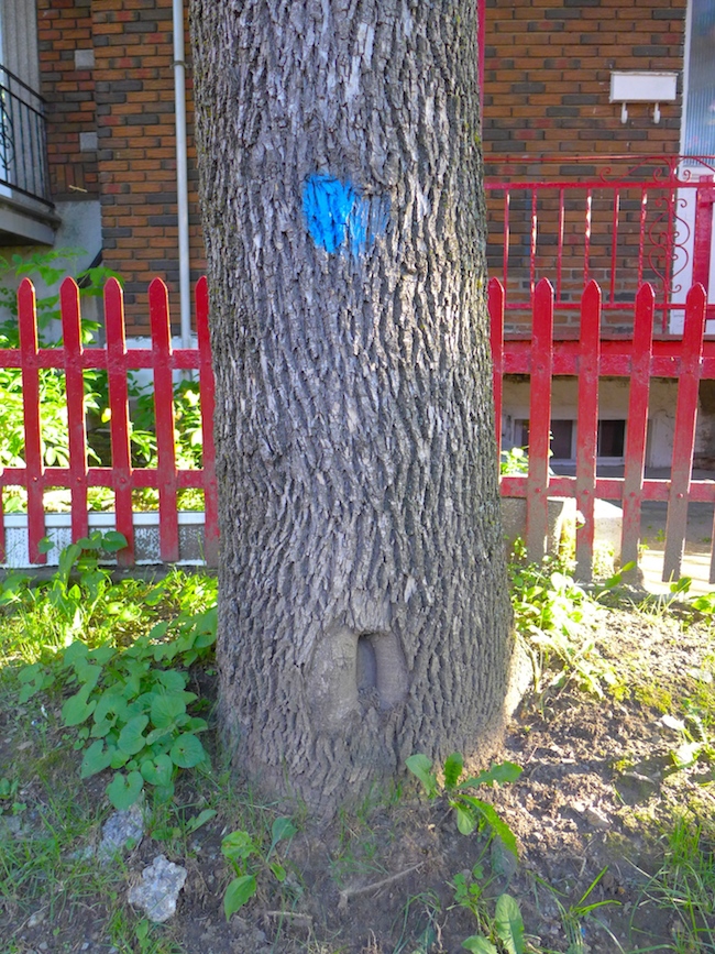 tree