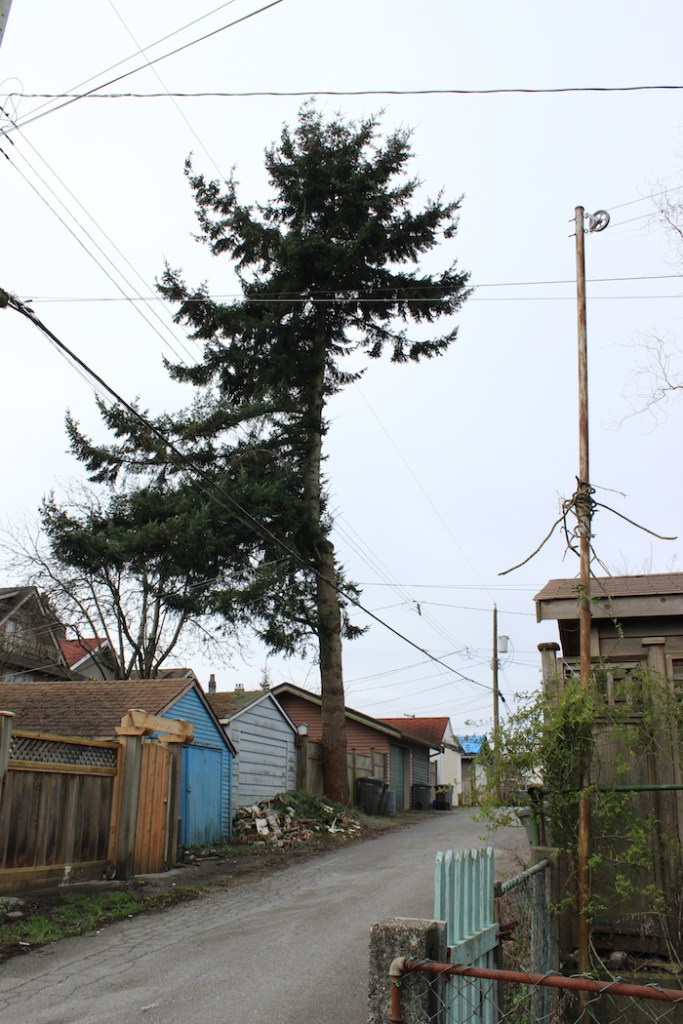 25BL_TreeClotheslineTwins