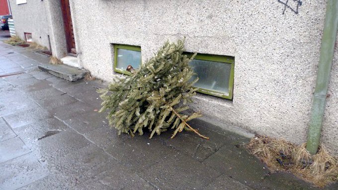 07kerri_01xmas tree 1 urban