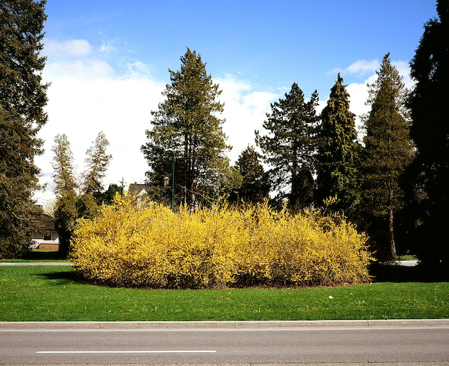 17yellowmass_brianlye