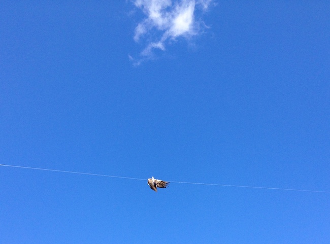 02_JDSAD Bird on a Wire