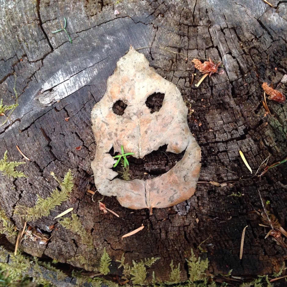 08_Bob bean_leaf
