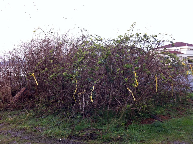 21_rural blackberry markers kerri