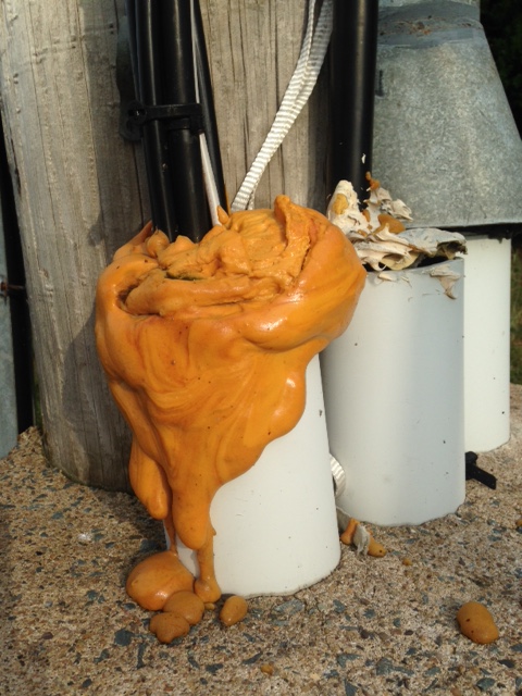 23_Barbara lounder_orange