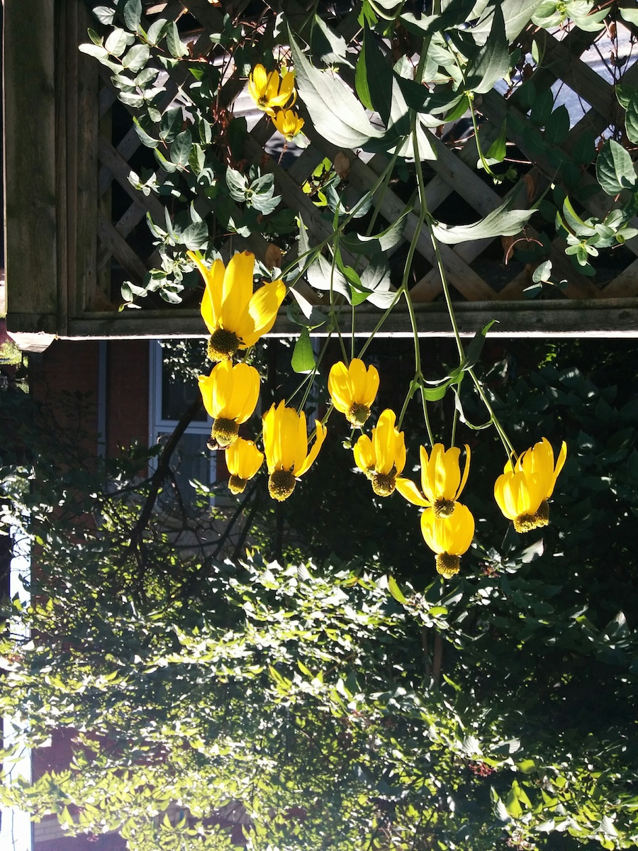 20bl_upsidedownflowers