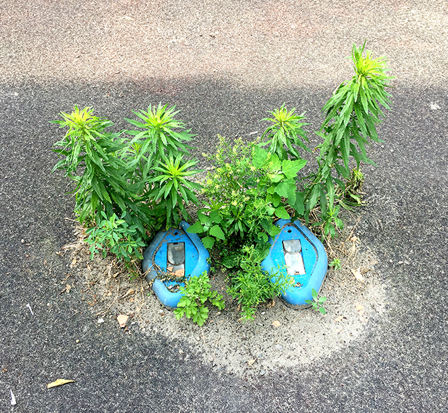 02_JR_Weeds in an old park