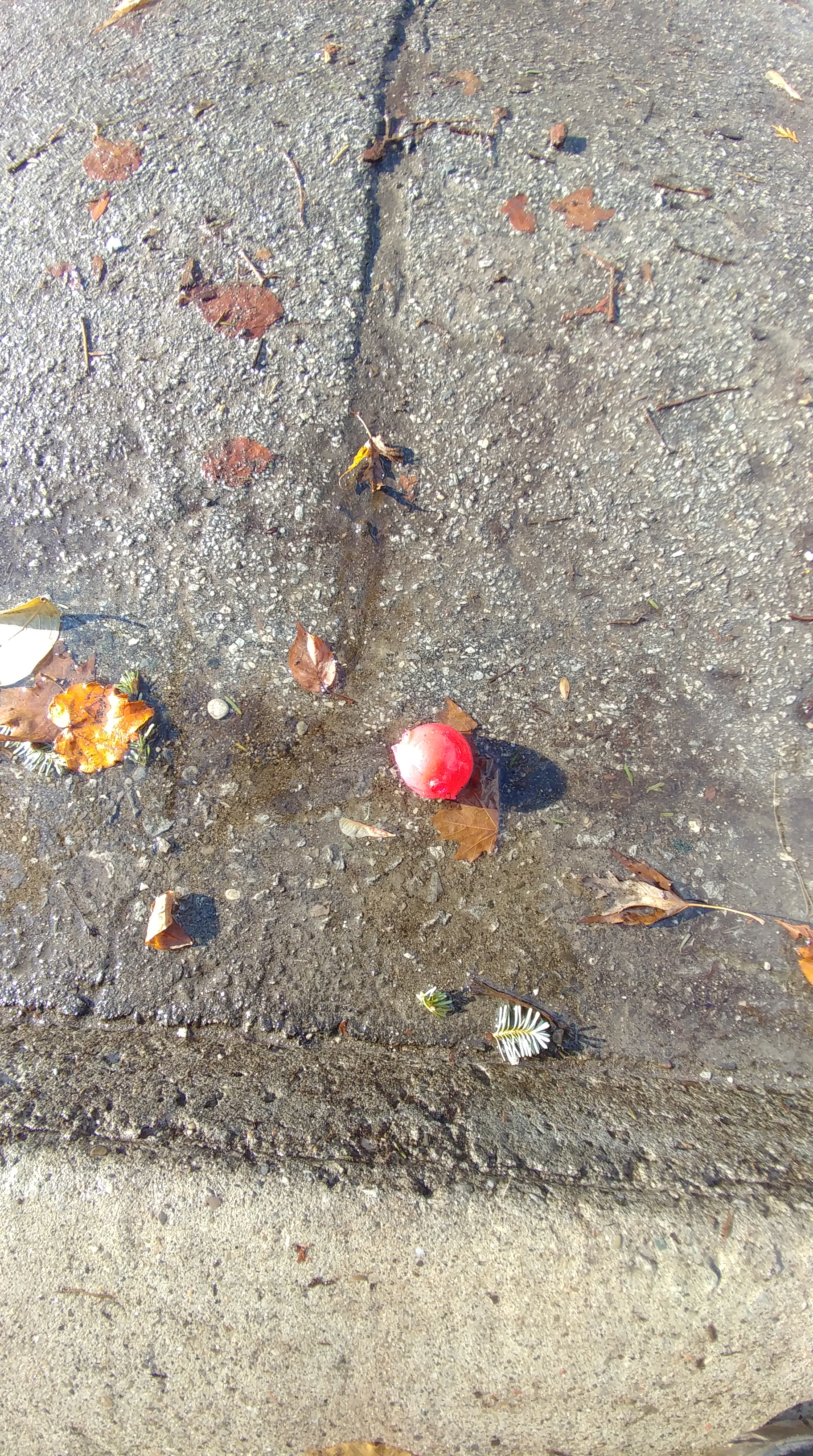 04_Shalini Roy_ball.jpg