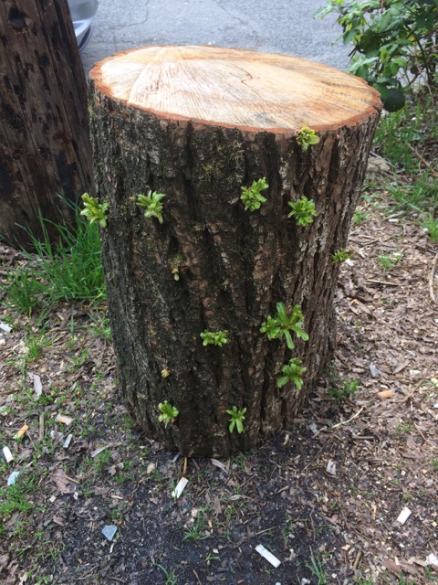 21_158 Ever Hopeful-GS