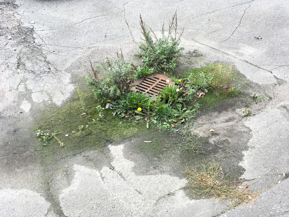 03_Sewer_weedgarden_James