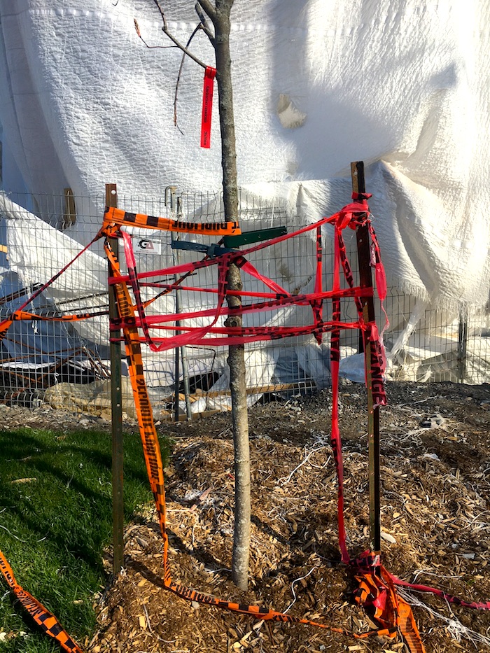 24_SAD_Caution_Tree_DORNER