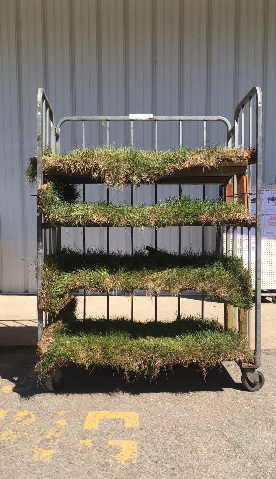 20_TerriWhetstone SAD 2020