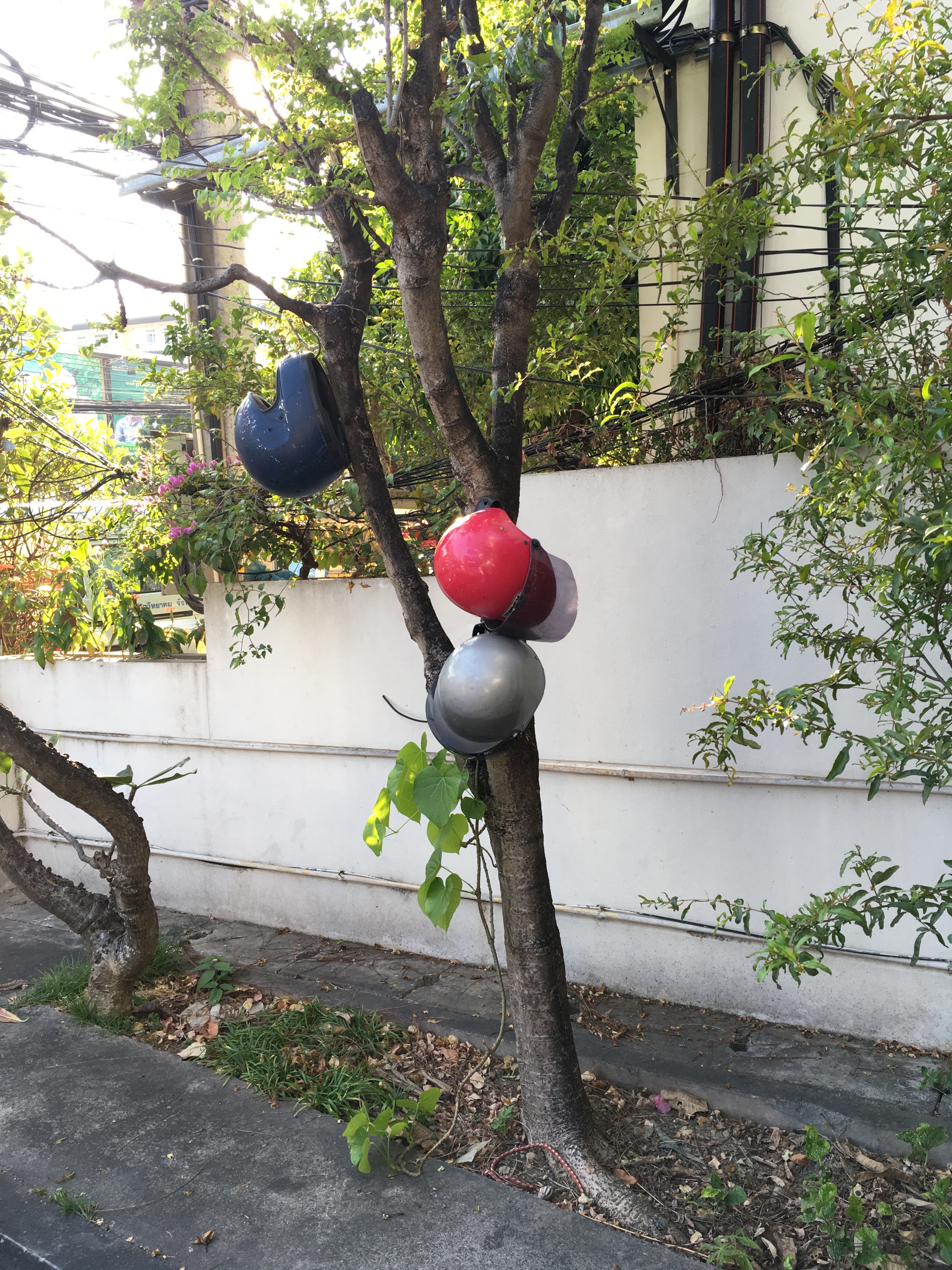 05_Jpartaik_tree_strangeFruit