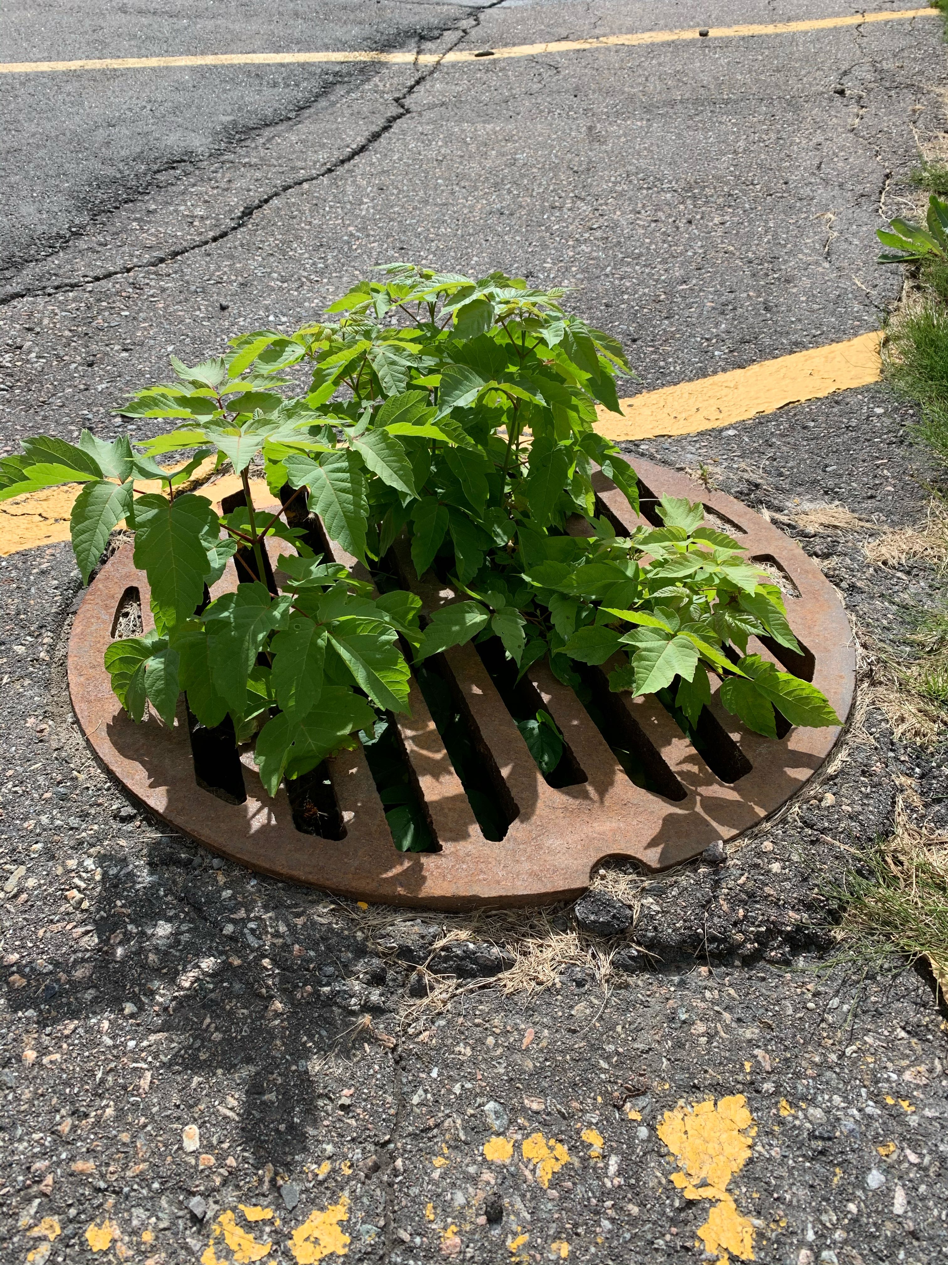 10_MAXYM BRONSARD_SAD_02