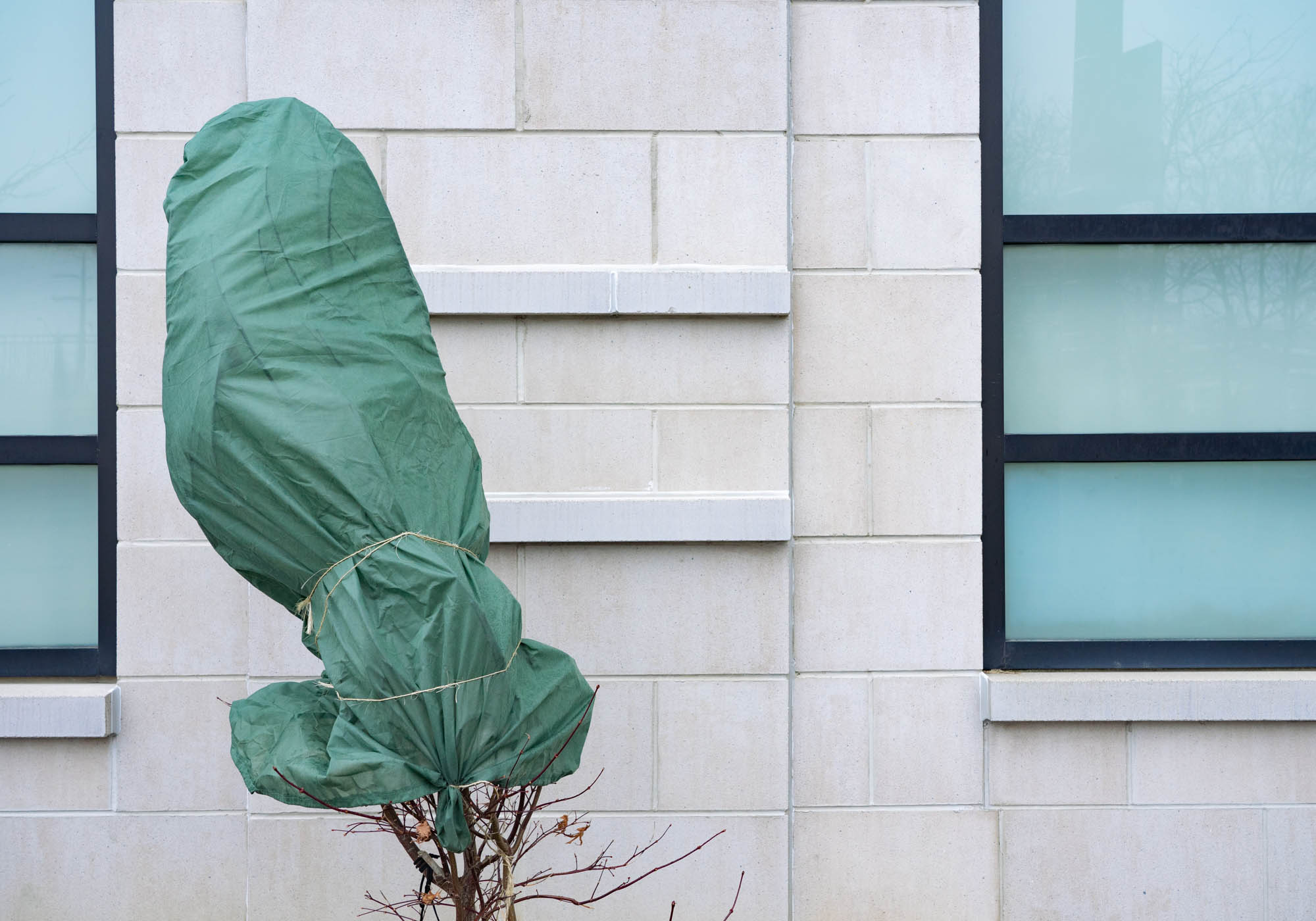 14_geoffrey_smither_Phallic wrapped tree-7094