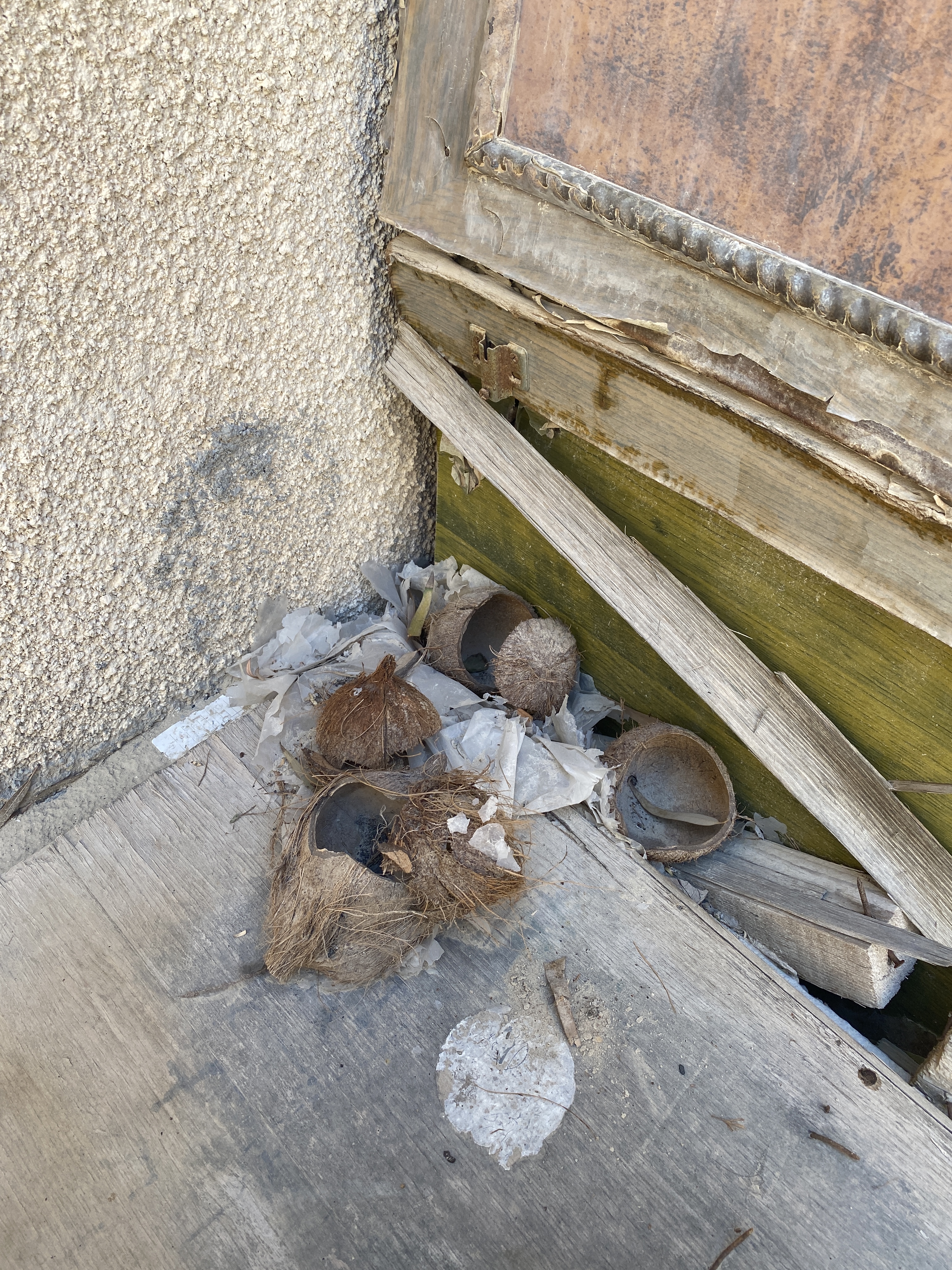 05_Salmah_Almansoori_coconut