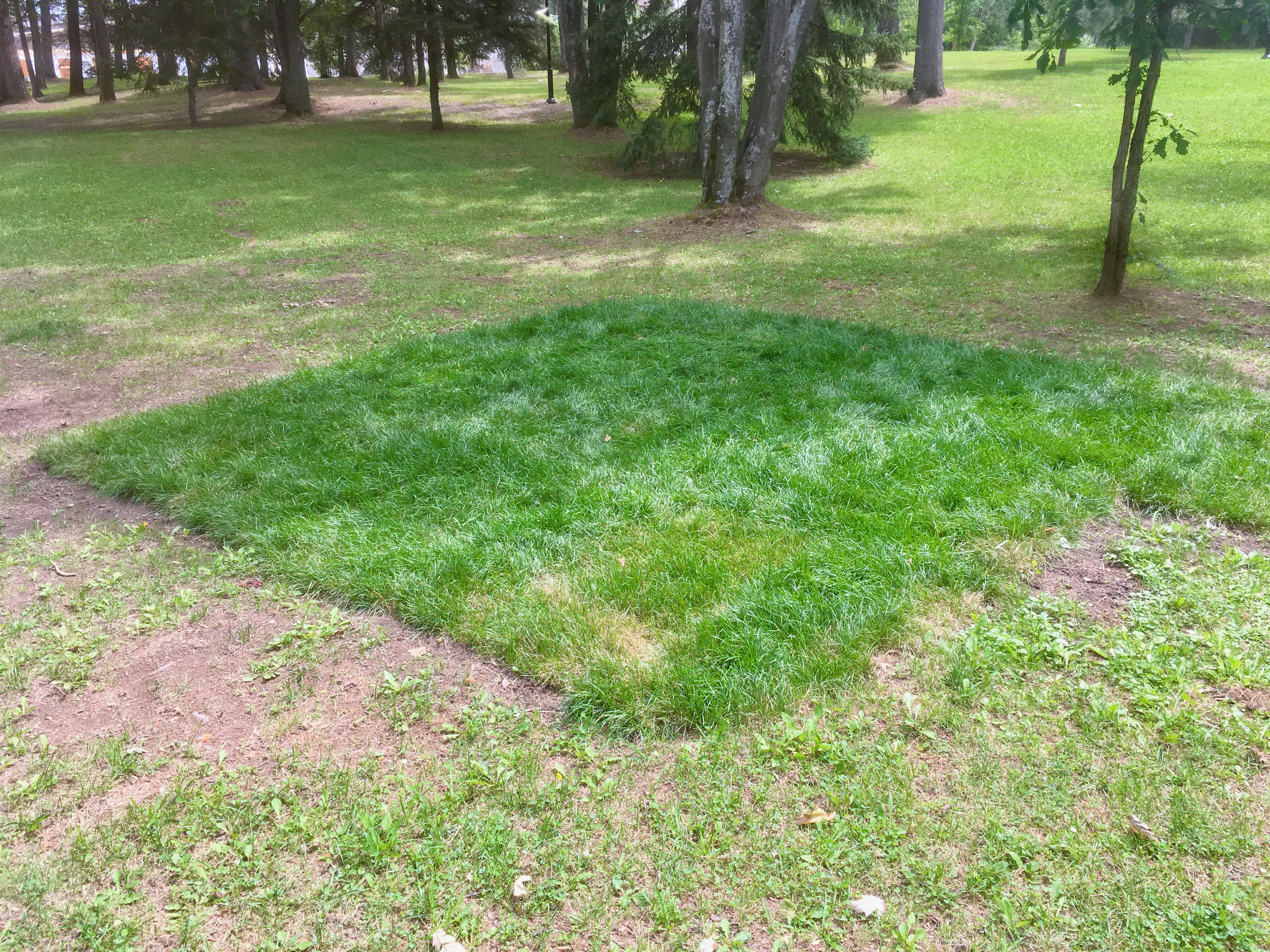 04_Jpartaik_greenSquare