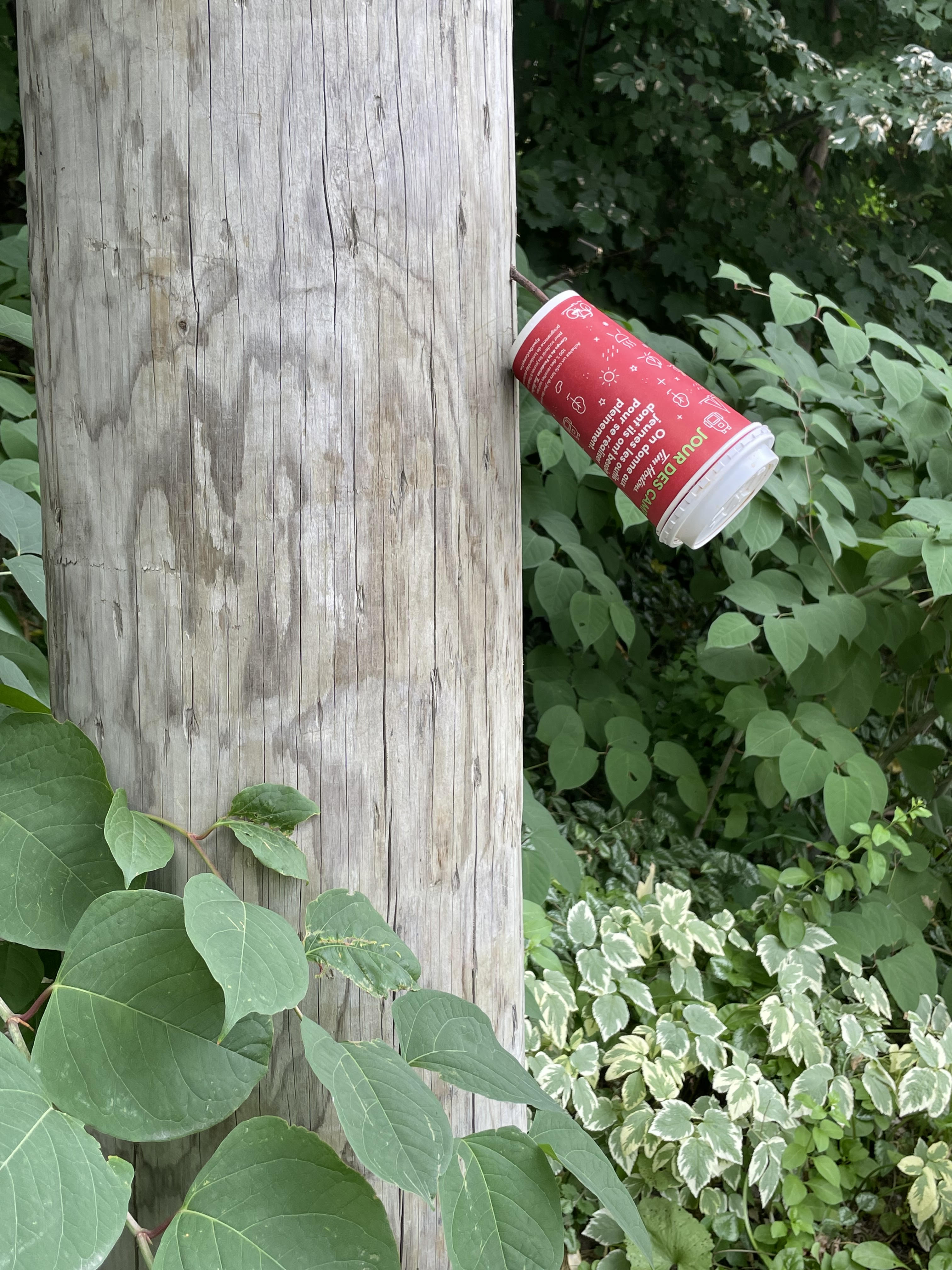 30_mcphailtimscuponpole