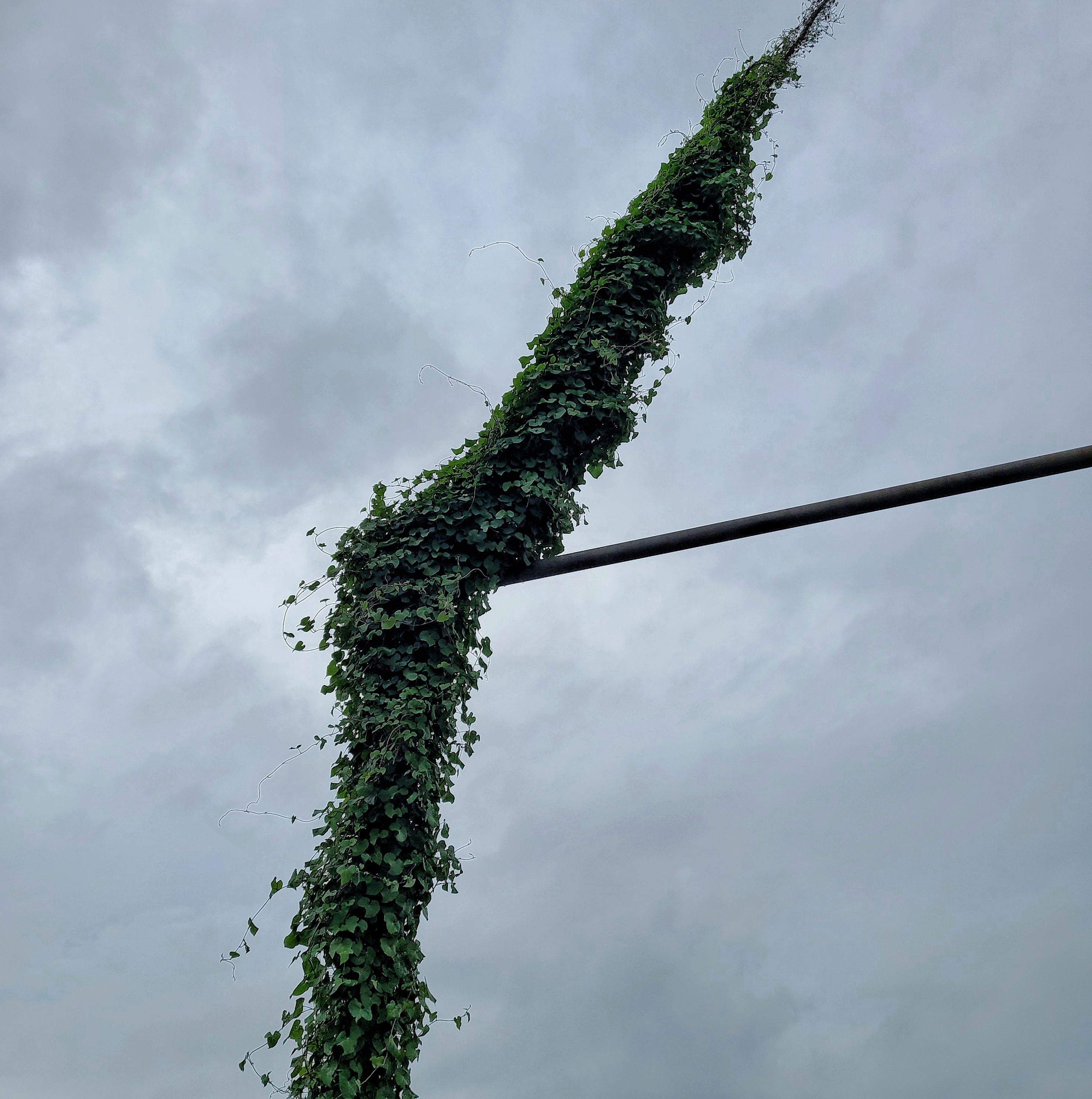 15_Kristen_Gossett_tree