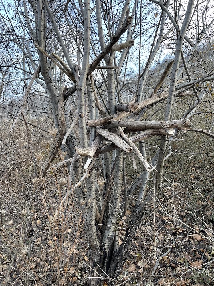 20_mcphail.sticksintree