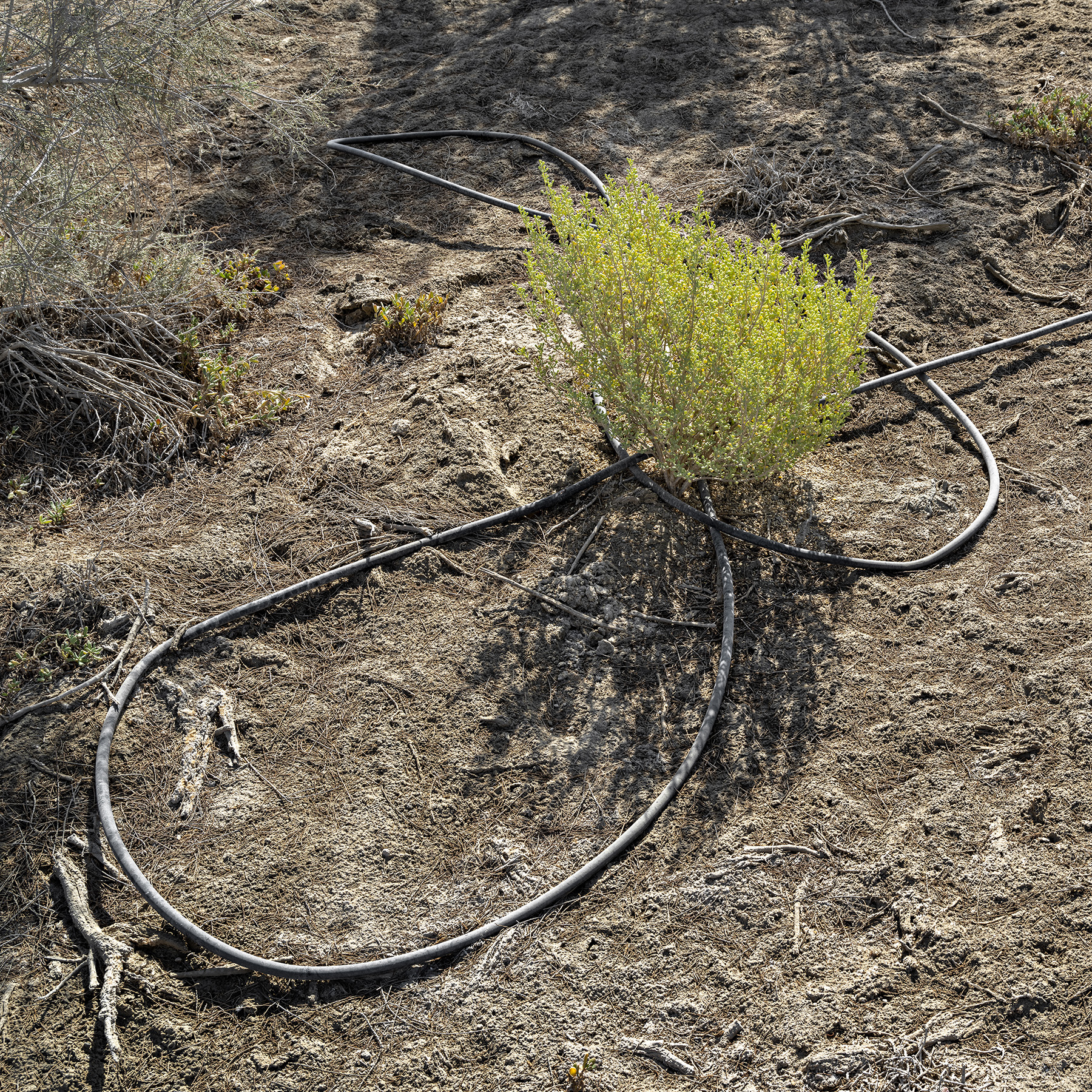 23_WalterWillems-Al_Shamkhah