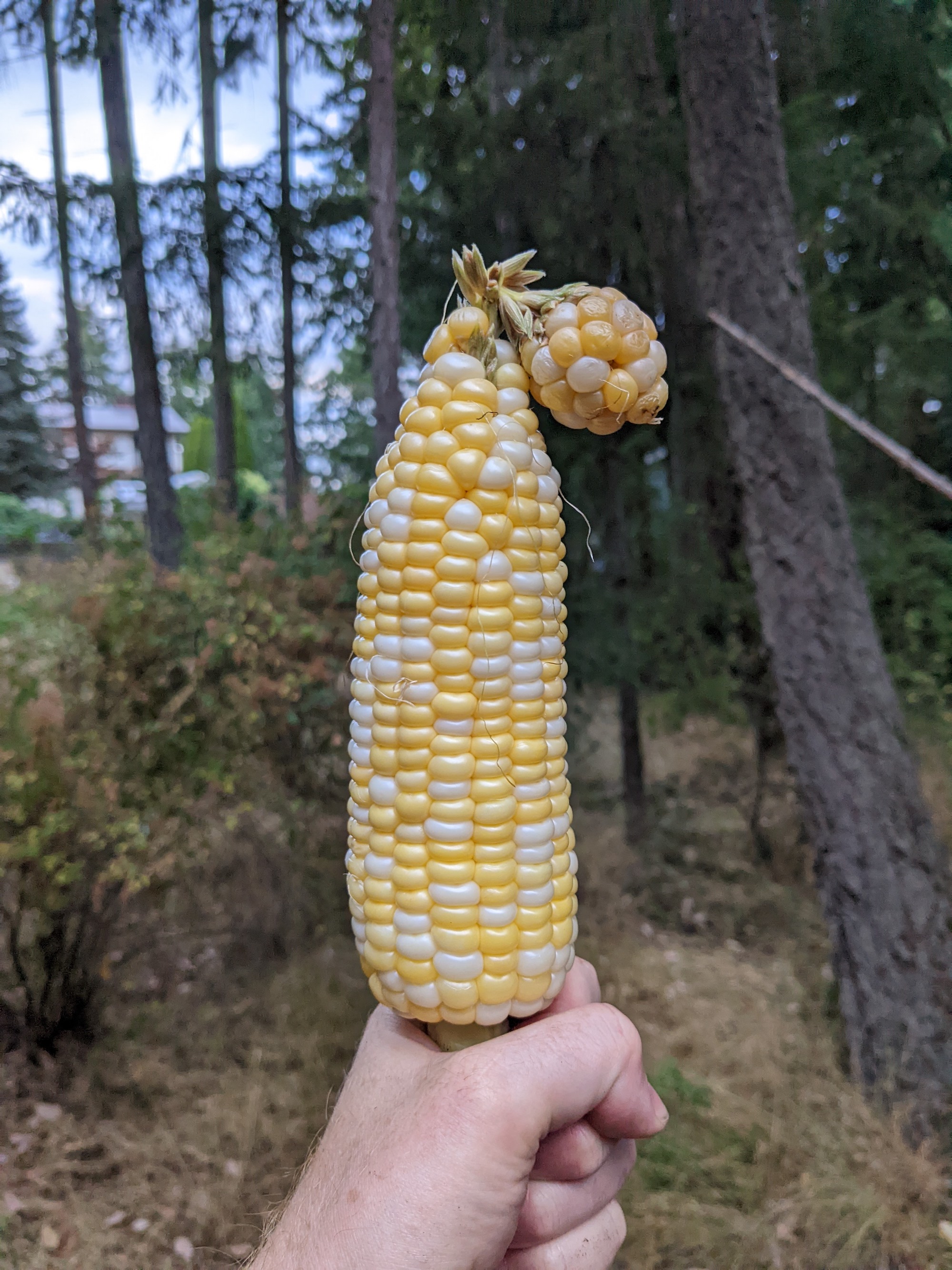 22_BLye_SAD_SEPT_corny