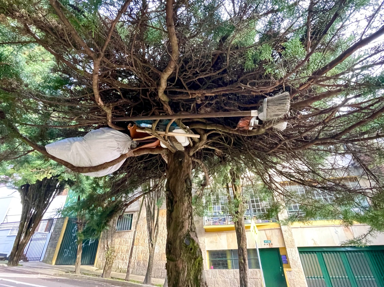 06_broom_tree_partaik