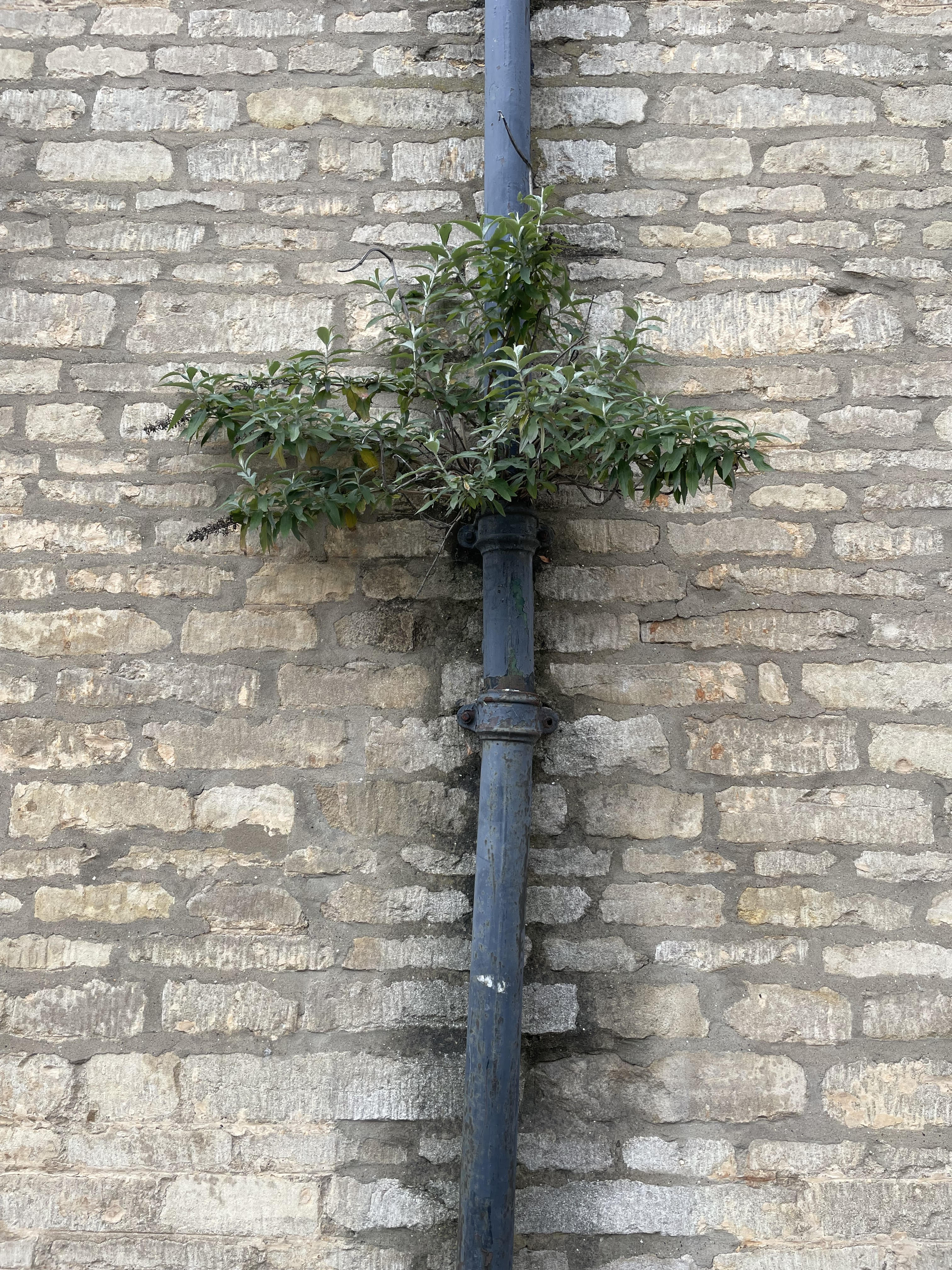 12_McPhail-drain-tree