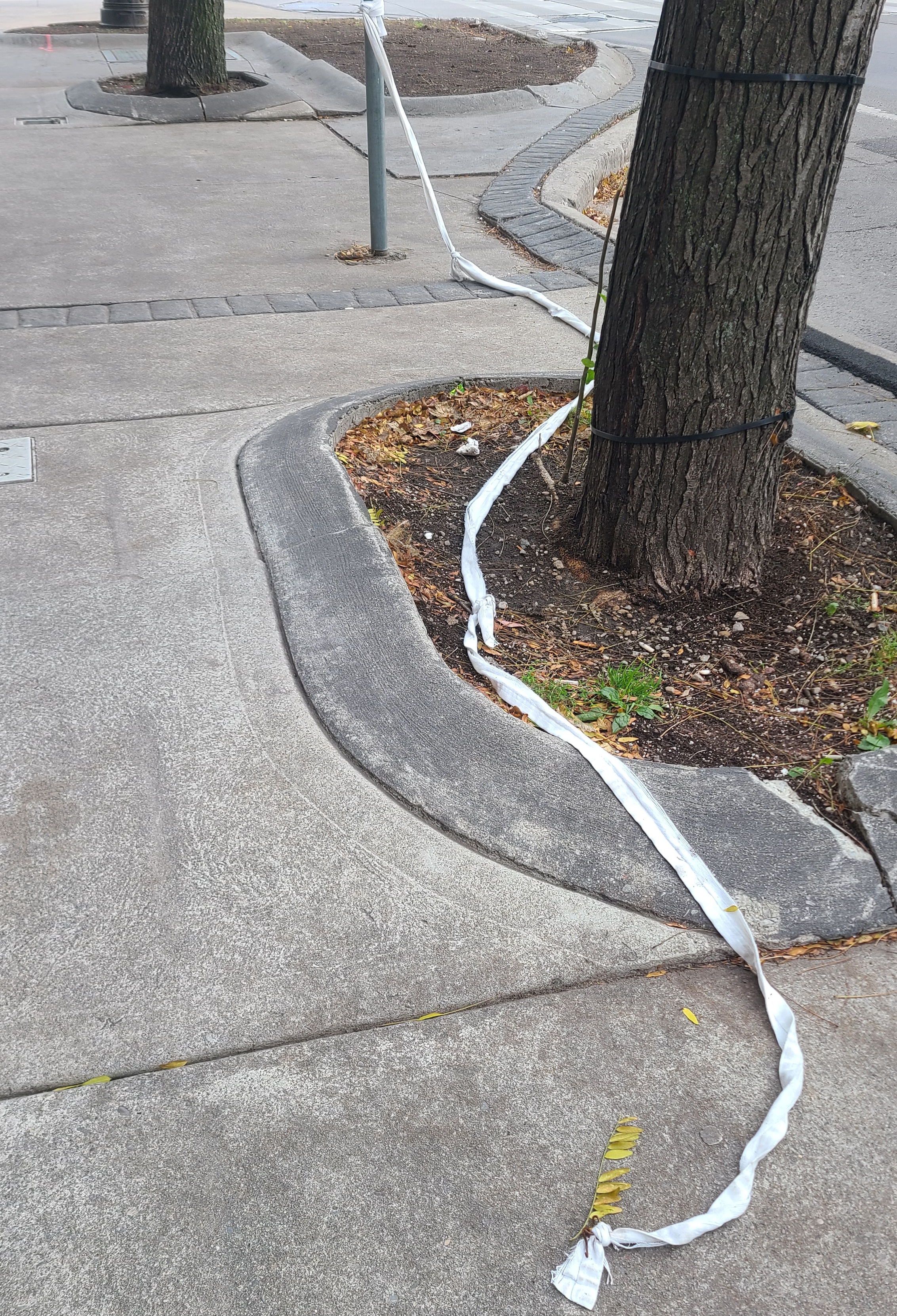 13_Francis_Forgette_ribbonjpg