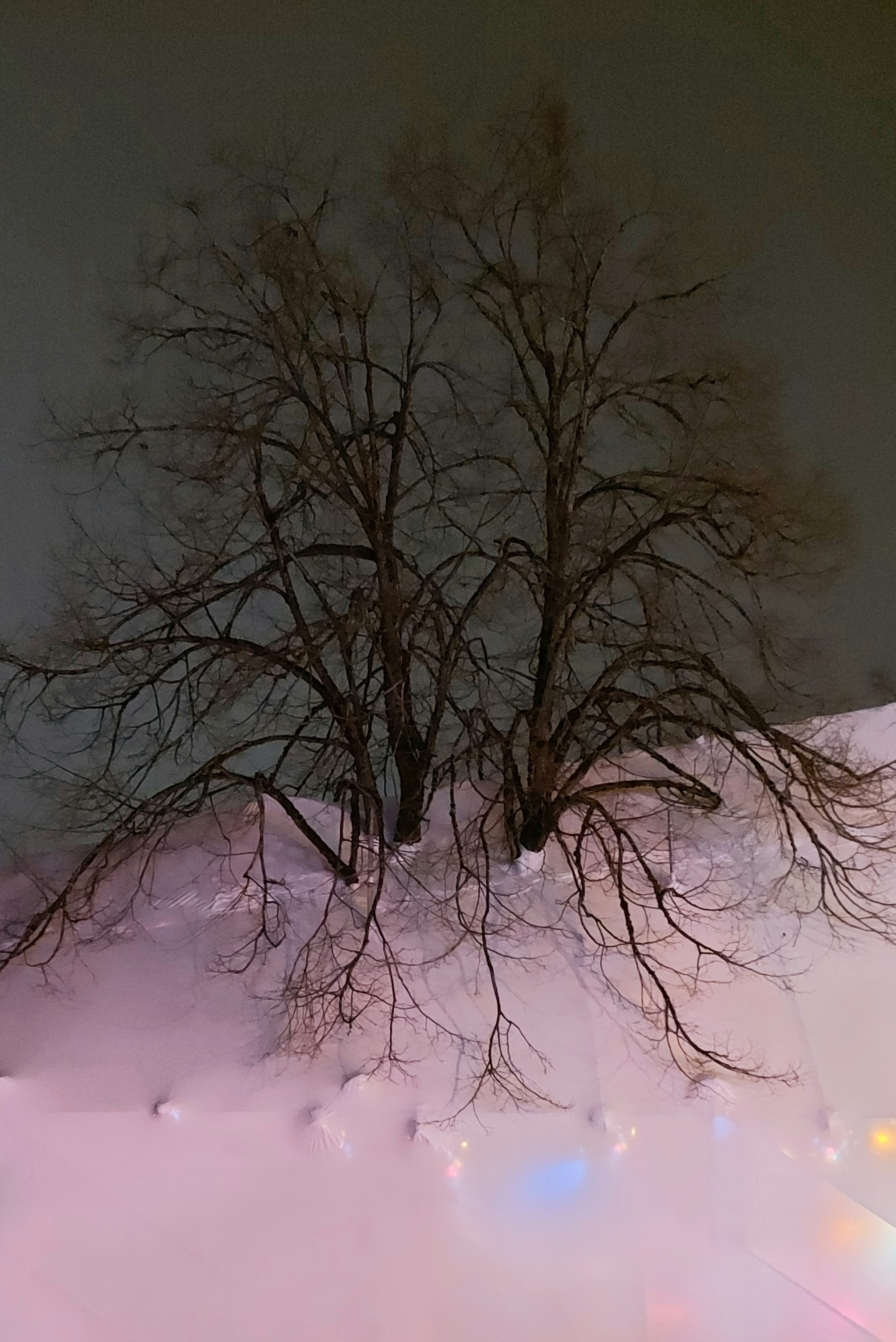 25_ShrinkWrappedTree_FrancisHDE